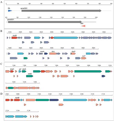 Endophytic bacteria with allelopathic potential regulate gene expression and metabolite production in host Casuarina equisetifolia